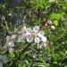 Crabapple
